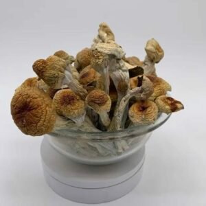 Buy Hillbilly Pumpkinz Mushroom in EU