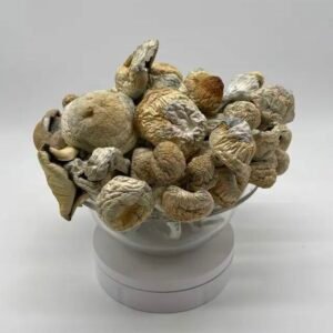Buy Albino Thrasher Mushroom Now in EU