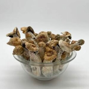 Buy Penis Envy Mushroom Online in EU