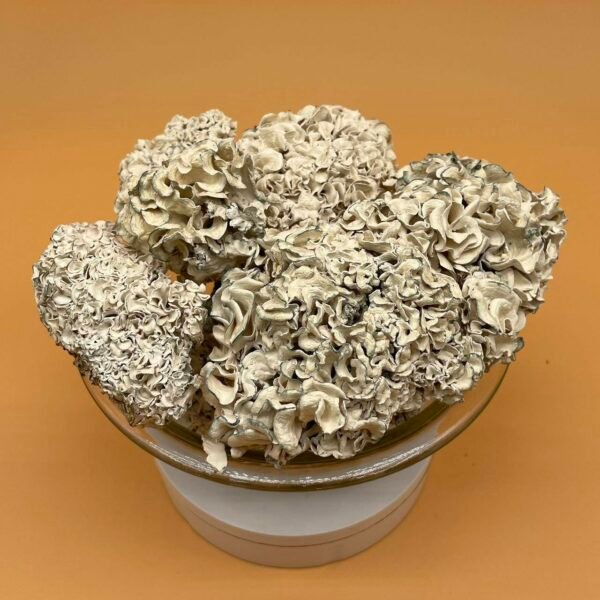 Purchase Enigma Mushroom in California