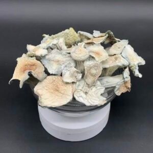Buy Albino Jack Frost Mushroom in EU