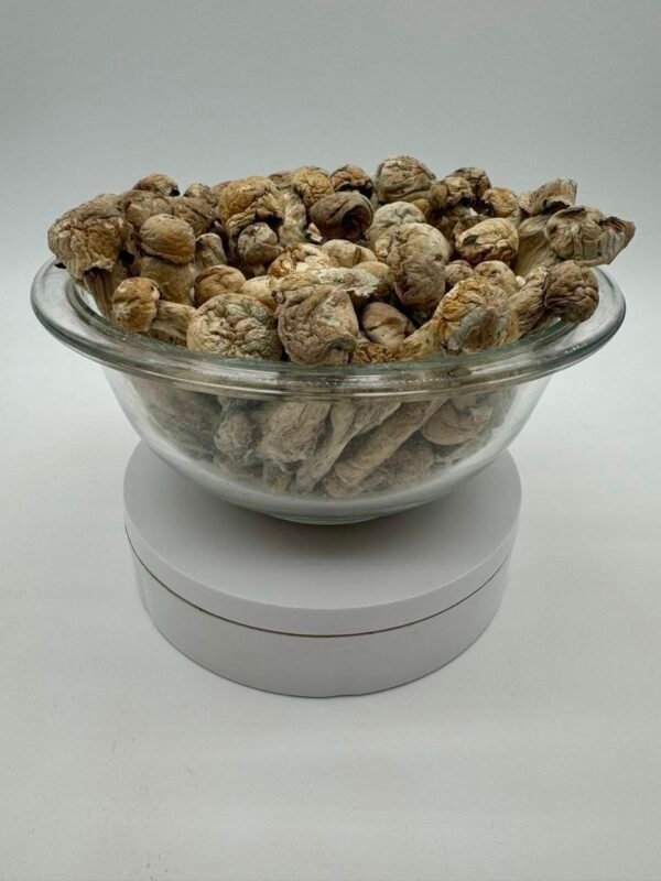 Buy Albino Tidalwave Mushroom Online