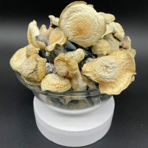 Buy Albino Stargazer Mushroom Now EU