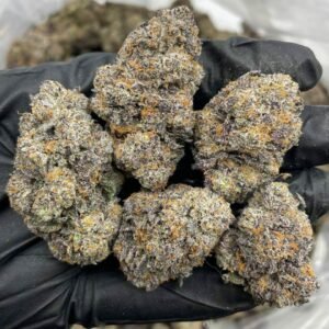 Buy Rainbow Stomper Indoors Weed NL