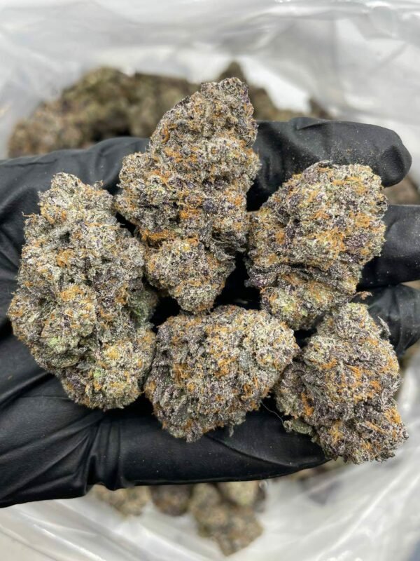 Buy Rainbow Stomper Indoors Weed NL
